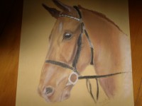 /album/chevaux/copie-de-photo-601-jpg/